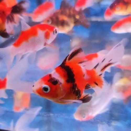 Los peces de agua fr&iacute;a que com&uacute;nmente tenemos disponibles son los siguientes:
&nbsp;

Cometas o carpas: naranja, rojo, amarillo, bronce, sarasa, shubunkin, negro, cola de velo...
Medakas
Ne&oacute;n chino, ne&oacute;n chino oro y ne&oacute;n chino cola de velo 
Orandas o goldfish: telesc&oacute;pico, red cap (boina roja), c&aacute;lico, escama de perla, ranchu, ryukin, ojos celestiales, ojos de burbuja...&nbsp;
Plecostomus (mariposa, leopardo, albino...) y ancistrus.
Esturiones negros y albinos
Carpa amur (comealgas)
